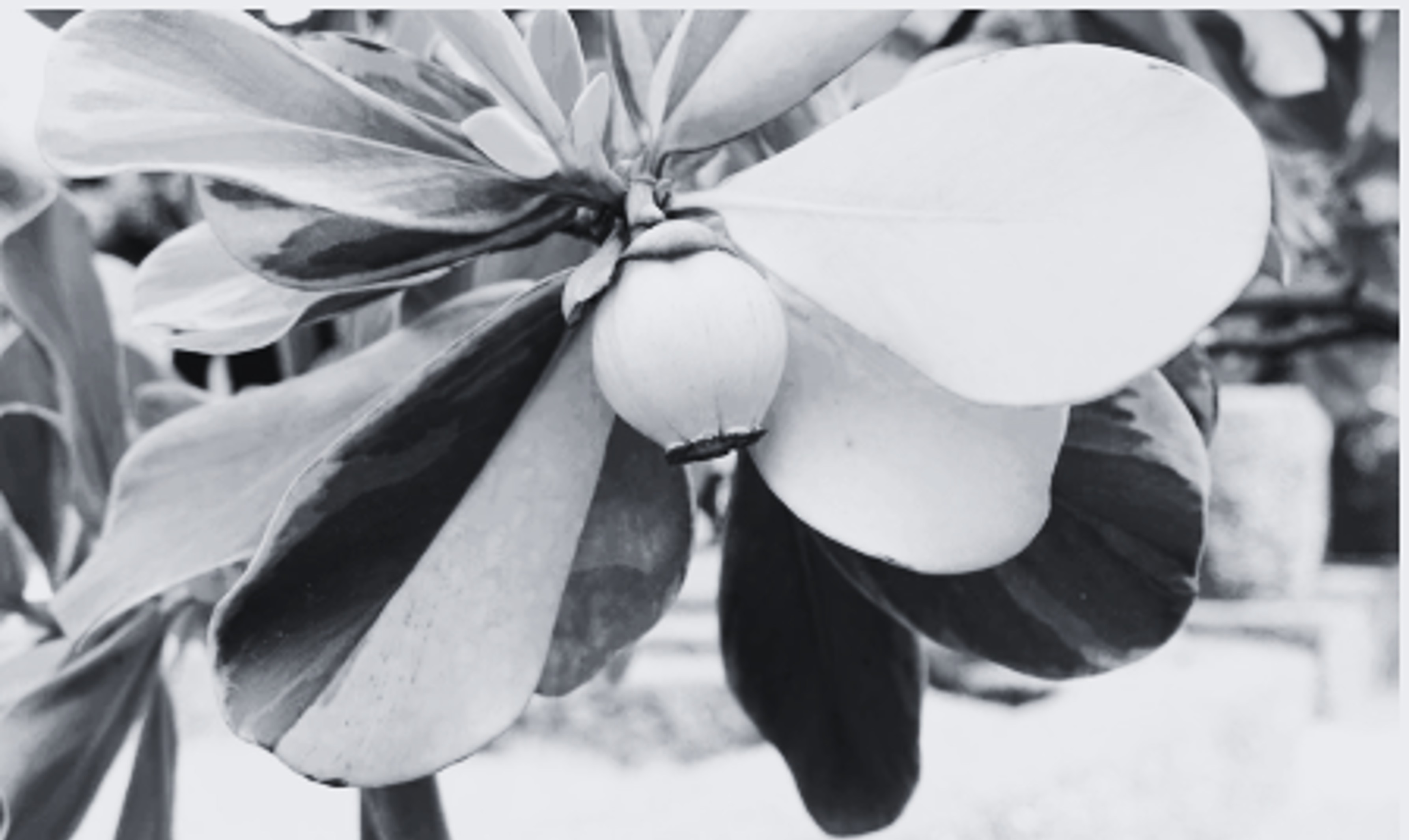 Bálsamo de jardín — estructura inspiradora